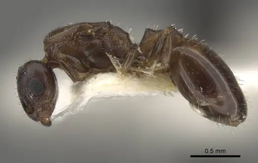 Temnothorax jailensis - CASENT0917453