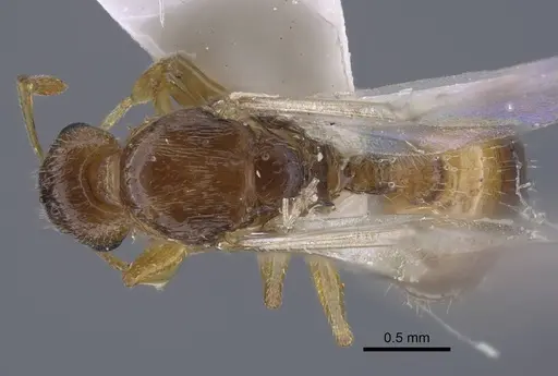 Temnothorax janushevi specimen