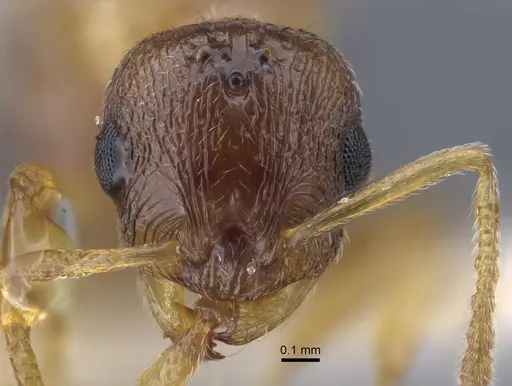 Temnothorax janushevi specimen