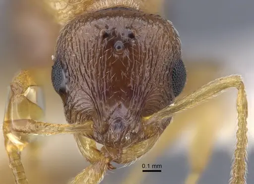 Temnothorax janushevi specimen