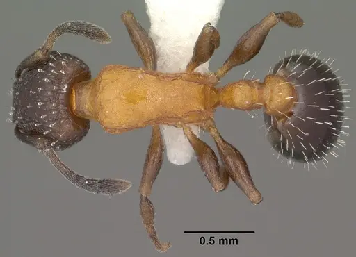 Temnothorax josephi specimen