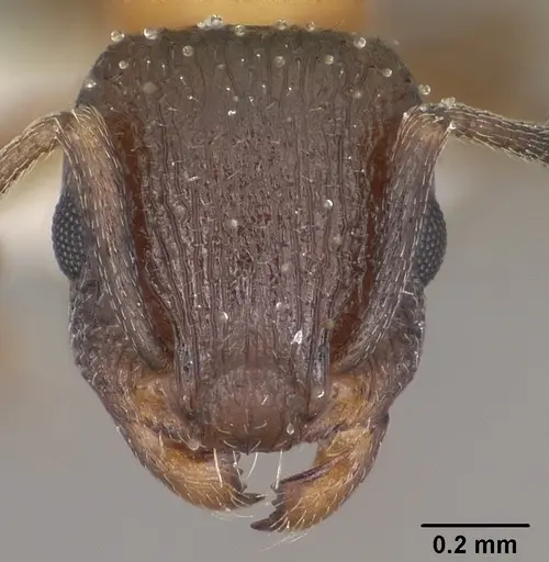 Temnothorax josephi specimen