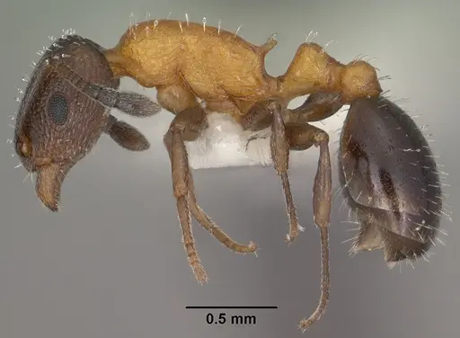 Temnothorax josephi specimen