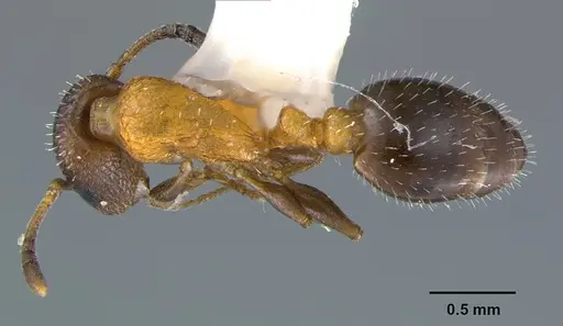Temnothorax josephi - CASENT0105863