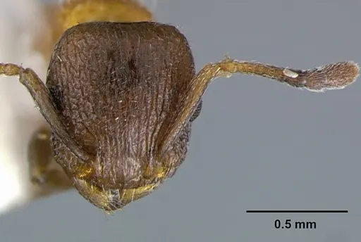 Temnothorax josephi - CASENT0105863