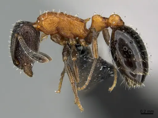 Temnothorax josephi - CASENT0740661