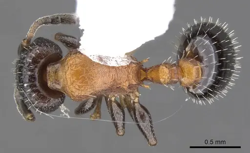 Temnothorax josephi - CASENT0901790