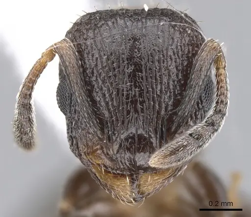 Temnothorax josephi - CASENT0901790