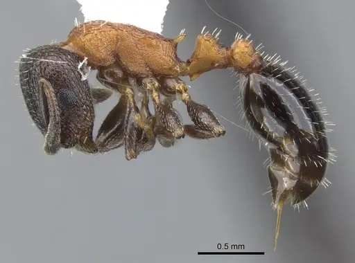 Temnothorax josephi - CASENT0901790