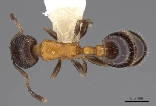 Temnothorax josephi - CASENT0922571