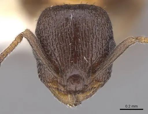 Temnothorax josephi - CASENT0922571