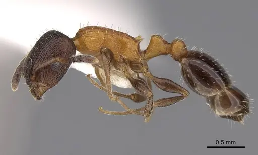 Temnothorax josephi - CASENT0922571