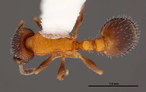 Temnothorax josephi - FMNHINS0000047947