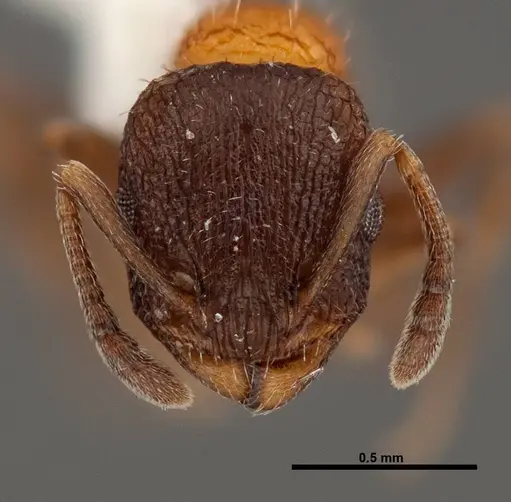 Temnothorax josephi - FMNHINS0000047947