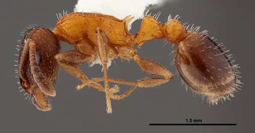 Temnothorax josephi - FMNHINS0000047947