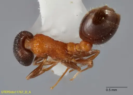Temnothorax josephi - UTEPENTO11767-01