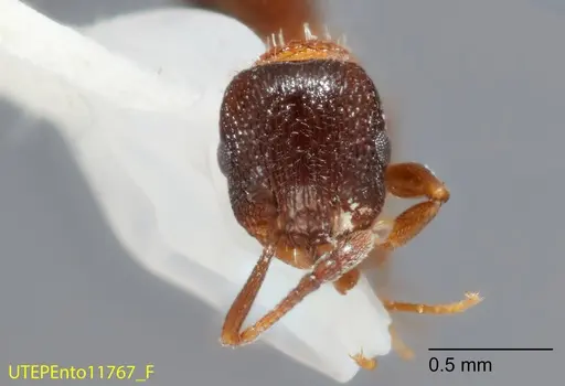 Temnothorax josephi - UTEPENTO11767-01