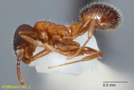 Temnothorax josephi - UTEPENTO11767-01
