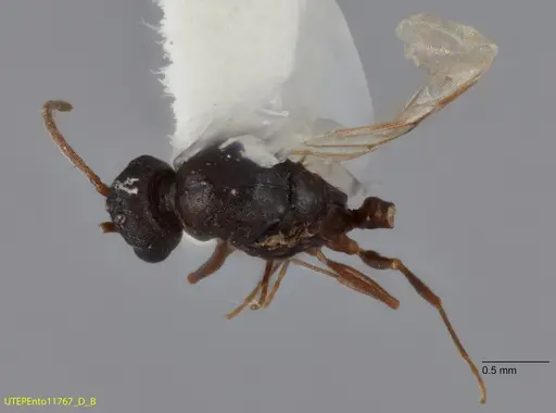 Temnothorax josephi - UTEPENTO11767-02