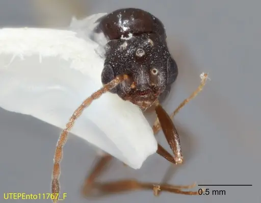 Temnothorax josephi - UTEPENTO11767-02