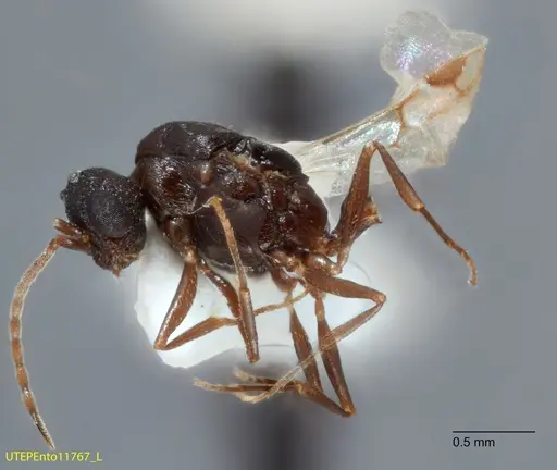 Temnothorax josephi - UTEPENTO11767-02