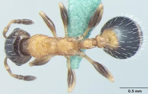 Temnothorax kashmirensis specimen