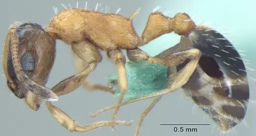Temnothorax kashmirensis specimen