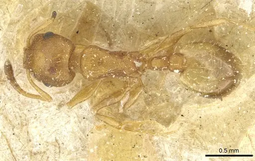Temnothorax kemali specimen
