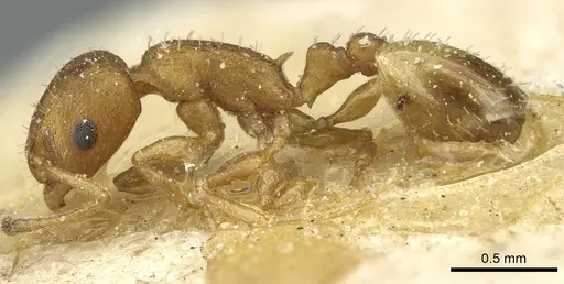 Temnothorax kemali specimen