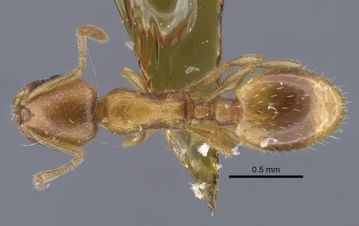 Temnothorax kirghizicus specimen