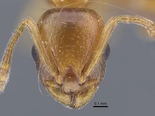 Temnothorax kirghizicus specimen