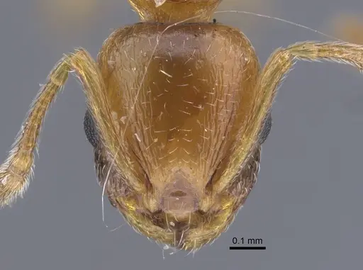 Temnothorax kirghizicus specimen