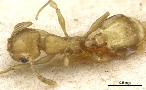 Temnothorax korbi specimen