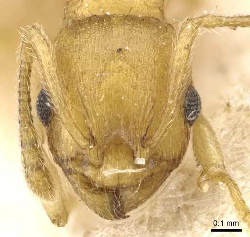 Temnothorax korbi specimen