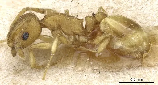 Temnothorax korbi specimen