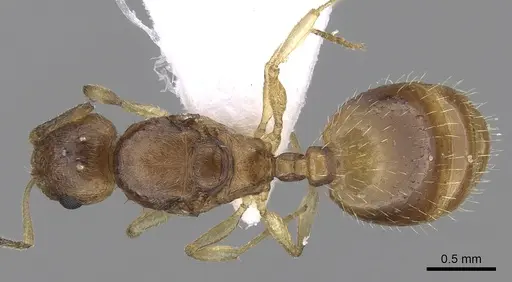 Temnothorax korbi - CASENT0906011