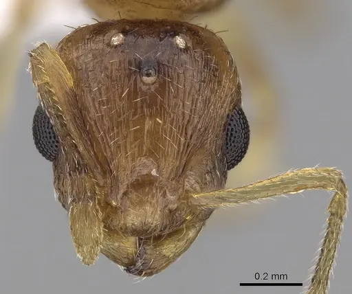 Temnothorax korbi - CASENT0906011