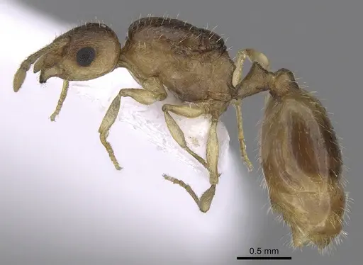 Temnothorax korbi - CASENT0906011