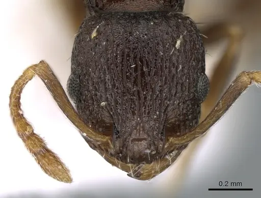 Temnothorax koreanus specimen