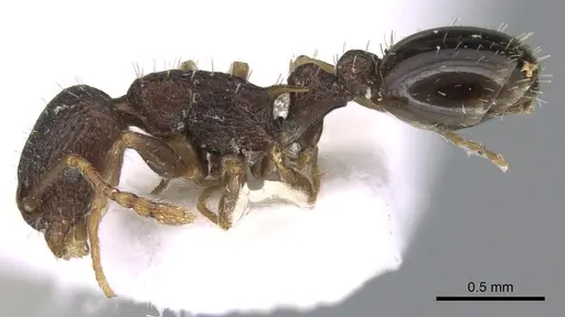 Temnothorax koreanus specimen