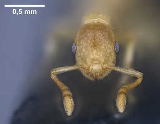 Temnothorax kraussei specimen