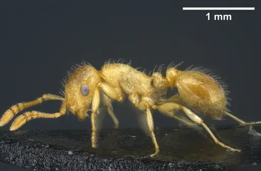 Temnothorax kraussei specimen