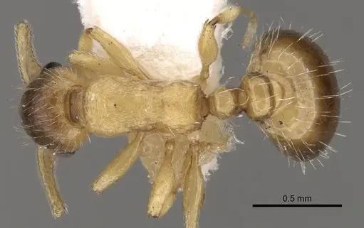 Temnothorax kraussei - CASENT0281811