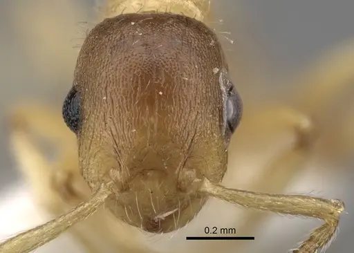 Temnothorax kraussei - CASENT0281811