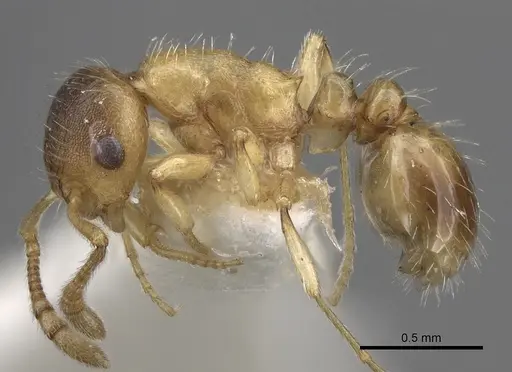 Temnothorax kraussei - CASENT0281811