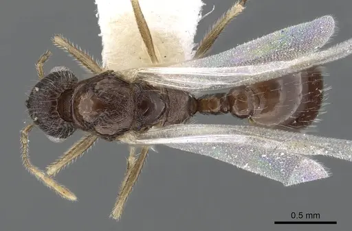 Temnothorax kraussei - CASENT0901766