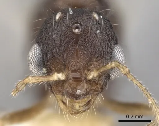 Temnothorax kraussei - CASENT0901766