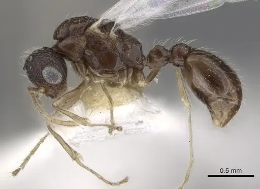 Temnothorax kraussei - CASENT0901766