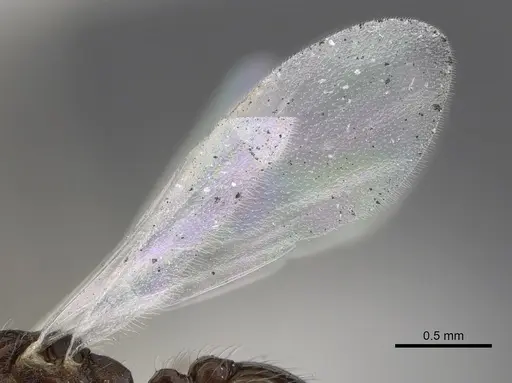 Temnothorax kraussei - CASENT0901766