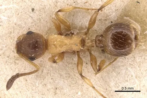 Temnothorax kraussei - CASENT0904776